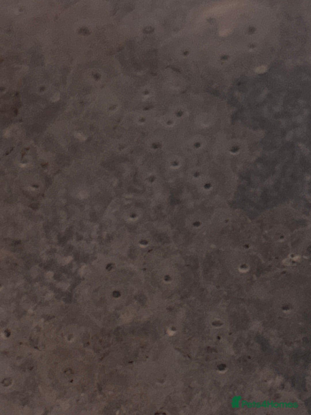 Axolotl reptiles for sale:  Axolotl eggs  - Advert 3