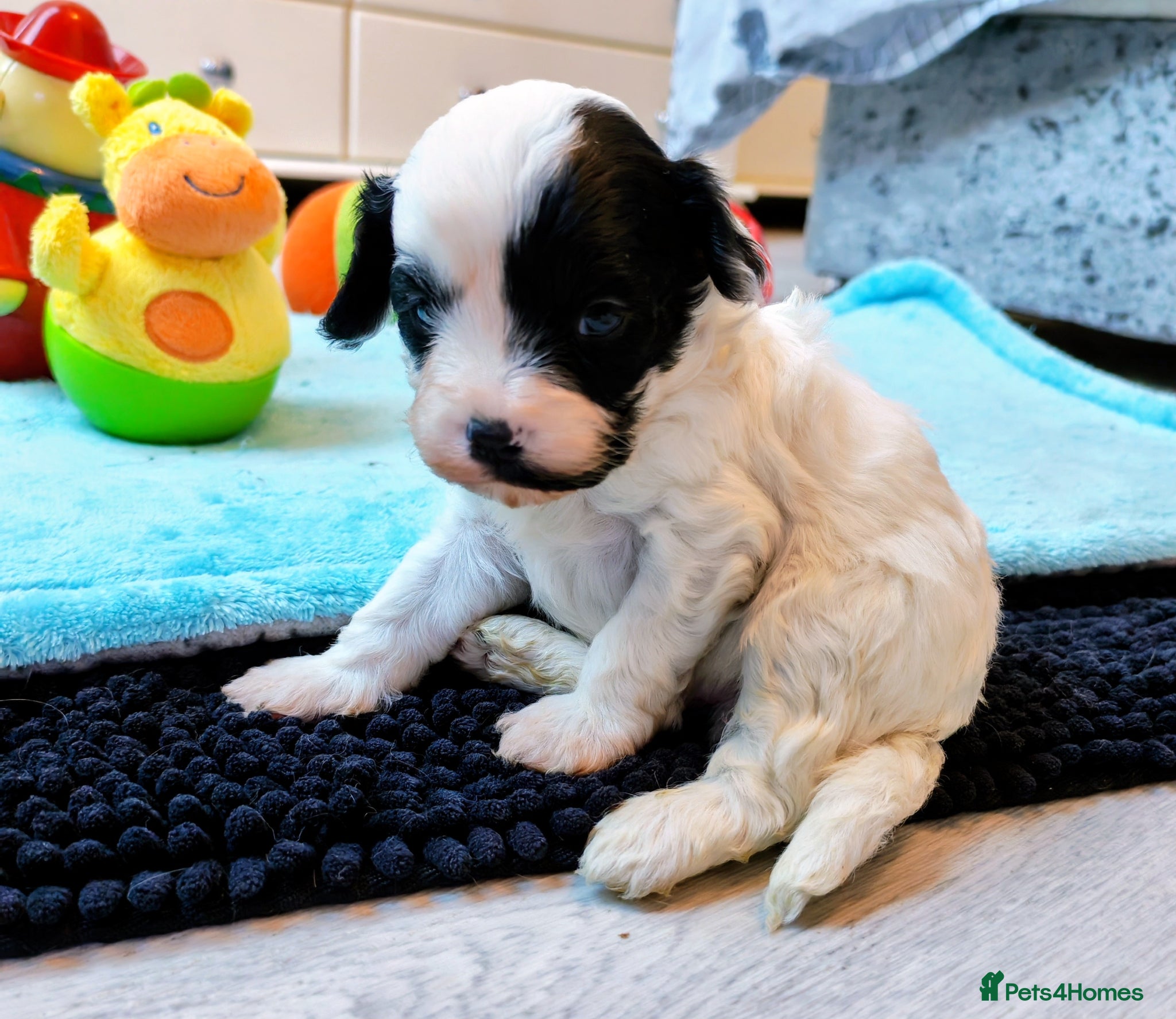 Cavapoo dogs Unique🌈Litter F1 Cavapoo's Health Tested  - Advert 1