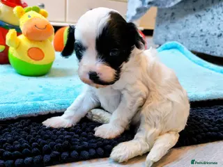 Cavapoo dogs Unique🌈Litter F1 Cavapoo's Health Tested - Advert 14