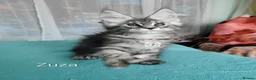 Maine Coon cats for sale: Polidactyl XXL maine coon girl❤️ - Advert 3