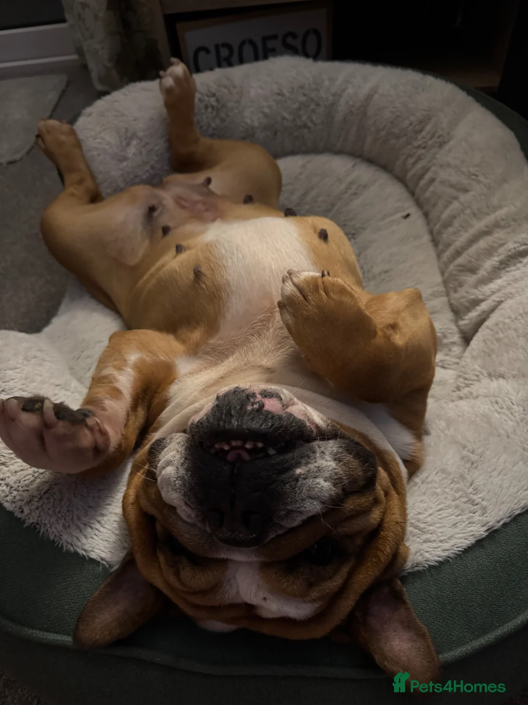 English Bulldog dogs for sale: Missy- English bulldog - Advert 1