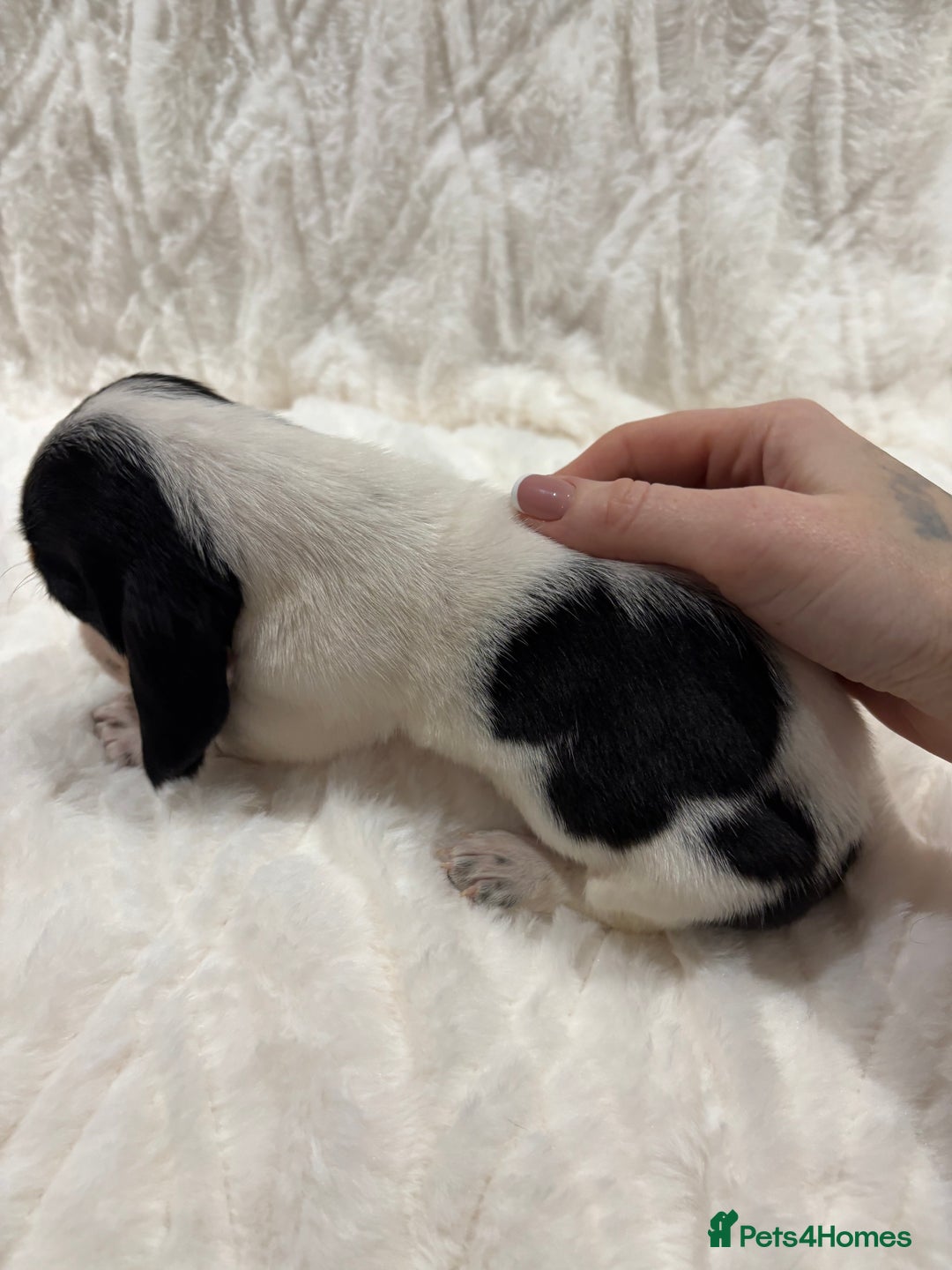 Basset Hound dogs for sale: Bassett hound puppies  - Advert 34
