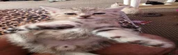 Scottish Fold cats for sale: Beautiful Scottish fold x cross kittens  - Advert 3