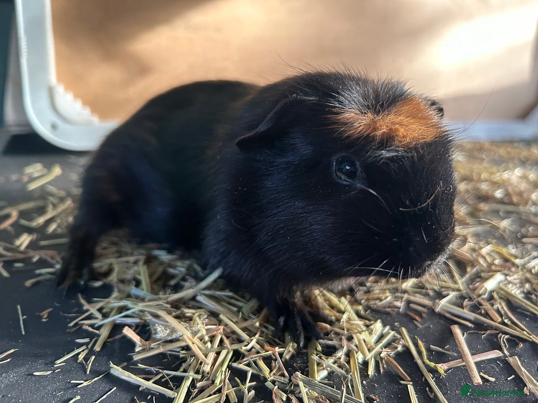 Guinea Pig rodents for sale: Guineapigs  - Advert 5