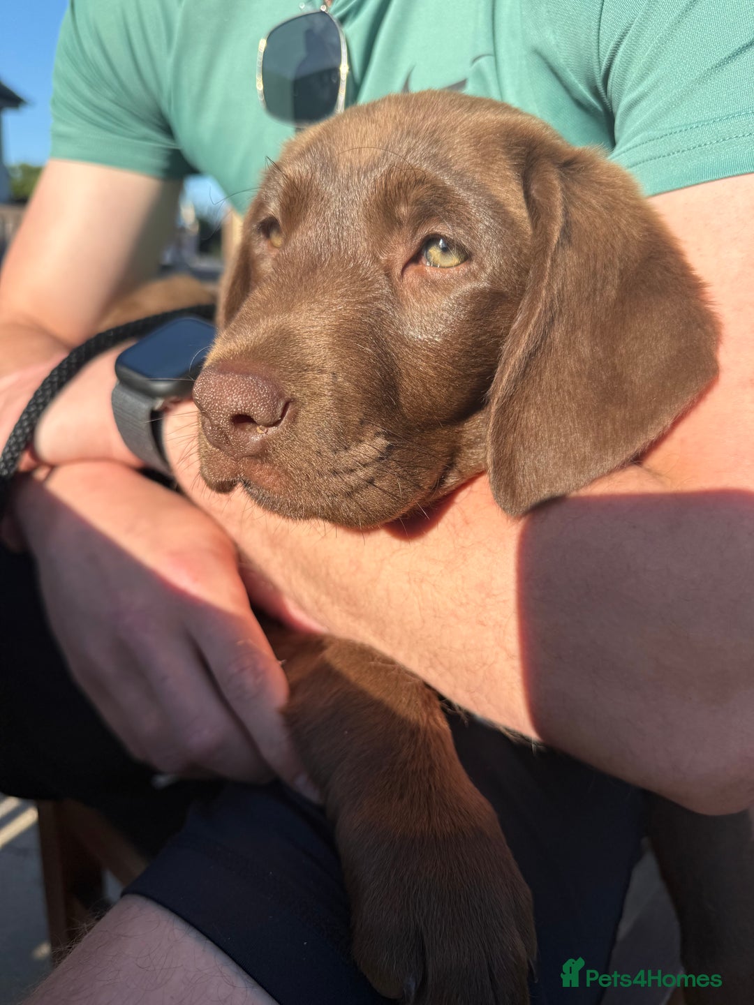 Labrador Retriever dogs for sale: Chocolate Lab 5 month Female - Image 8