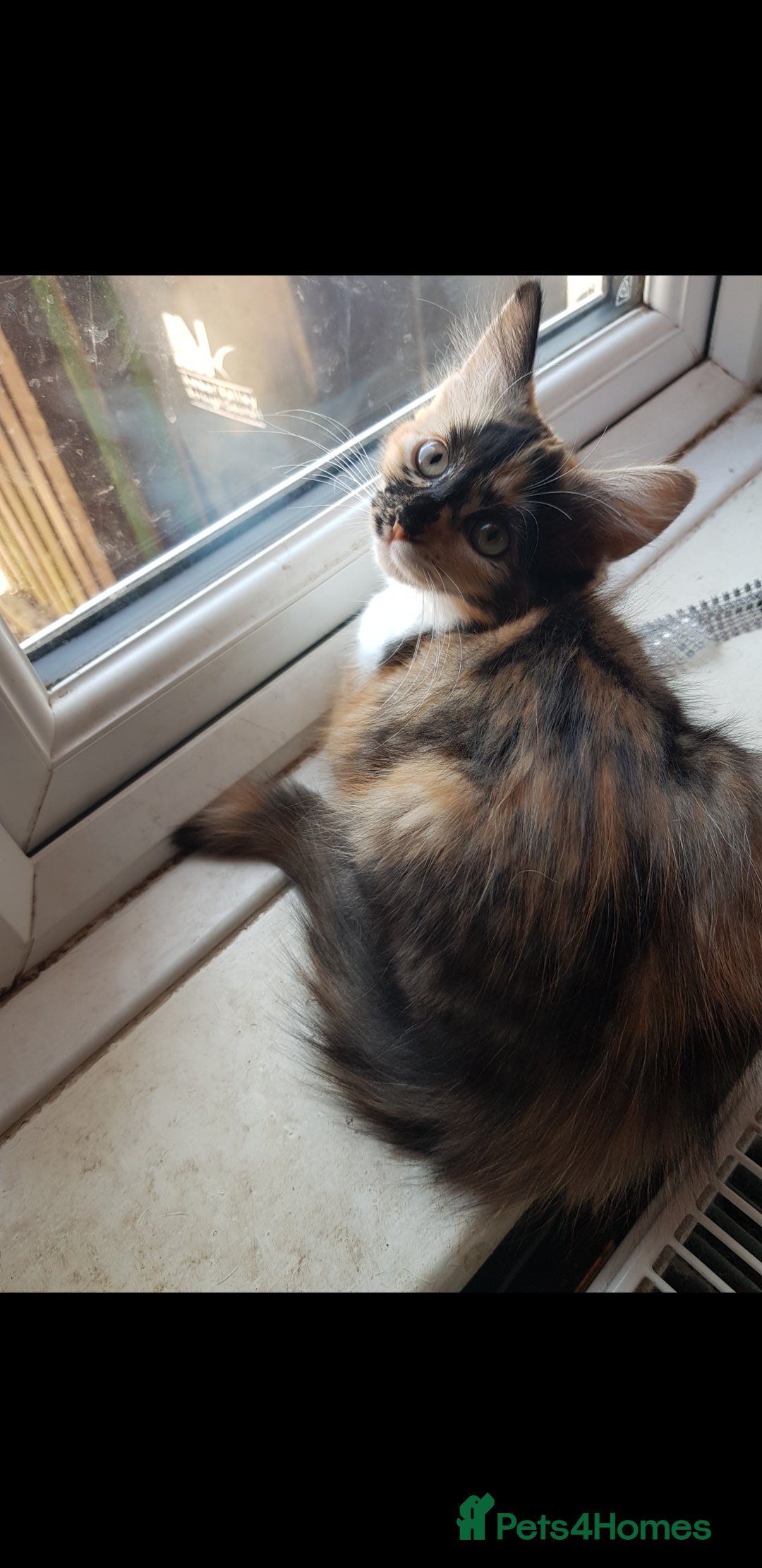 British Shorthair cats for sale: Marmite  - Advert 5