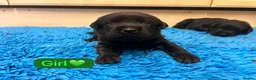 Labrador Retriever dogs for sale: Gorgeous chunky black Labrador puppies  - Advert 10