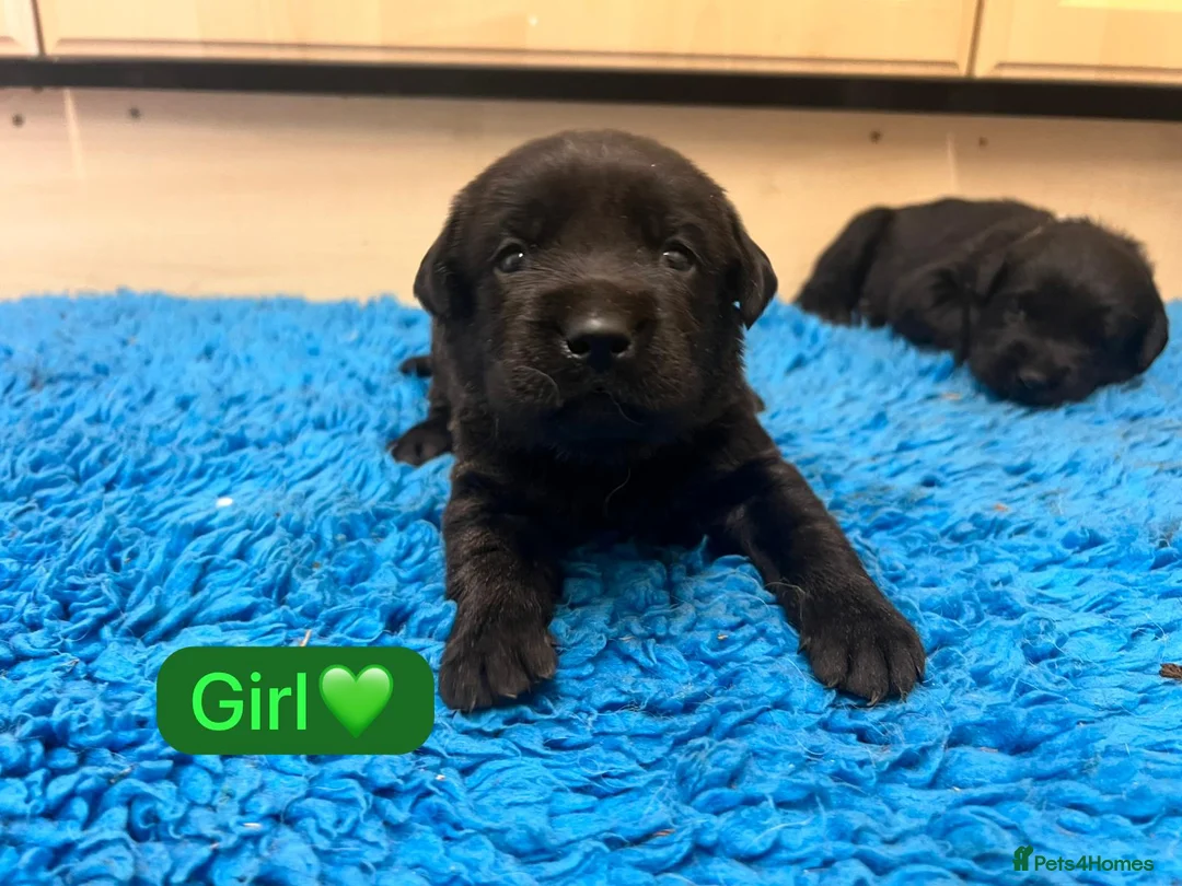 Labrador Retriever dogs for sale: Gorgeous chunky black Labrador puppies  - Advert 10