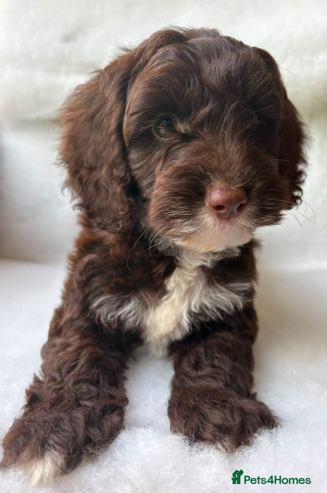 Cockapoo dogs Gorgeous Cockapoo puppies - Advert 2