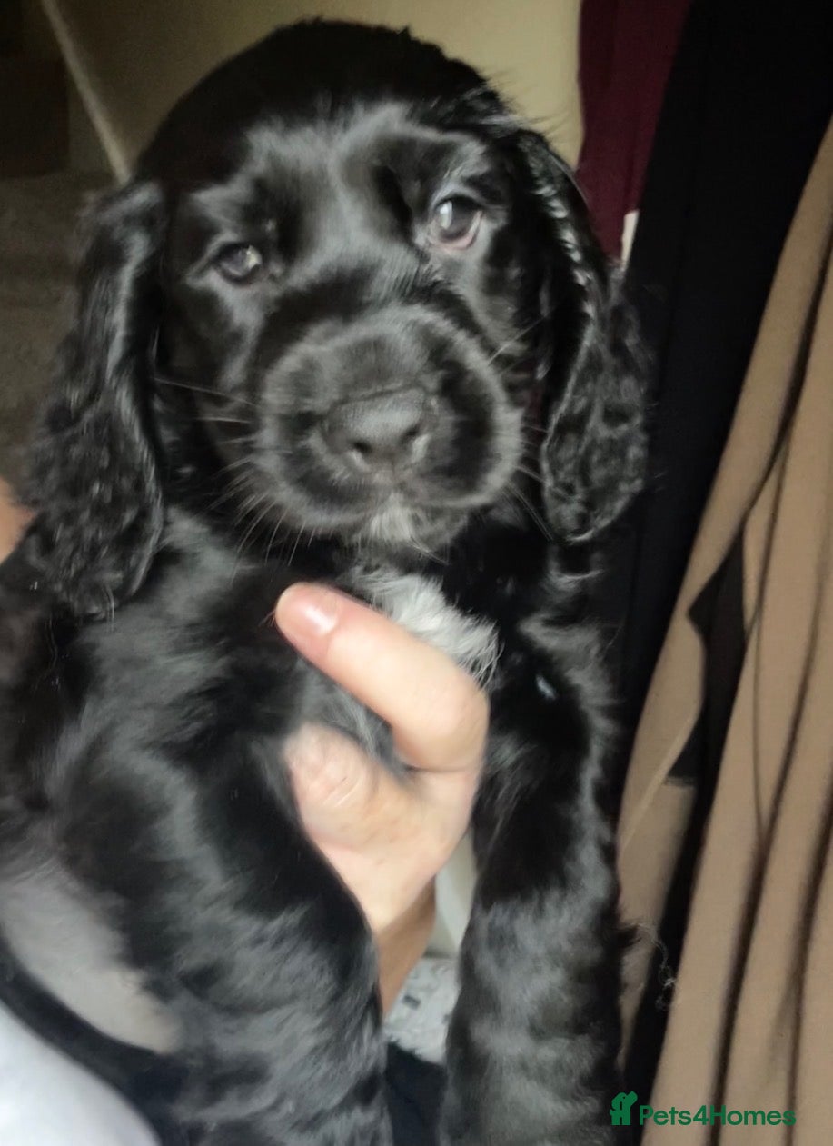 Cocker Spaniel dogs Stunning Cocker Spaniels Puppies’s 💙💖💙💖 - Advert 2