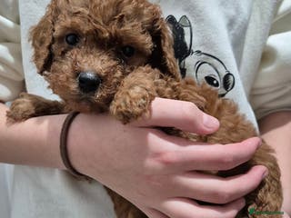 Cavapoo dogs TINY TOY CAVAPOO HEALTH TESTED - Advert 12