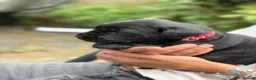 Labrador Retriever dogs for sale: Beautiful KC REG family raised Black Lab puppies - Advert 5