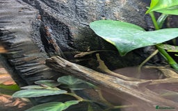 Lizard reptiles for sale: Green anoles for sale  - Image 4