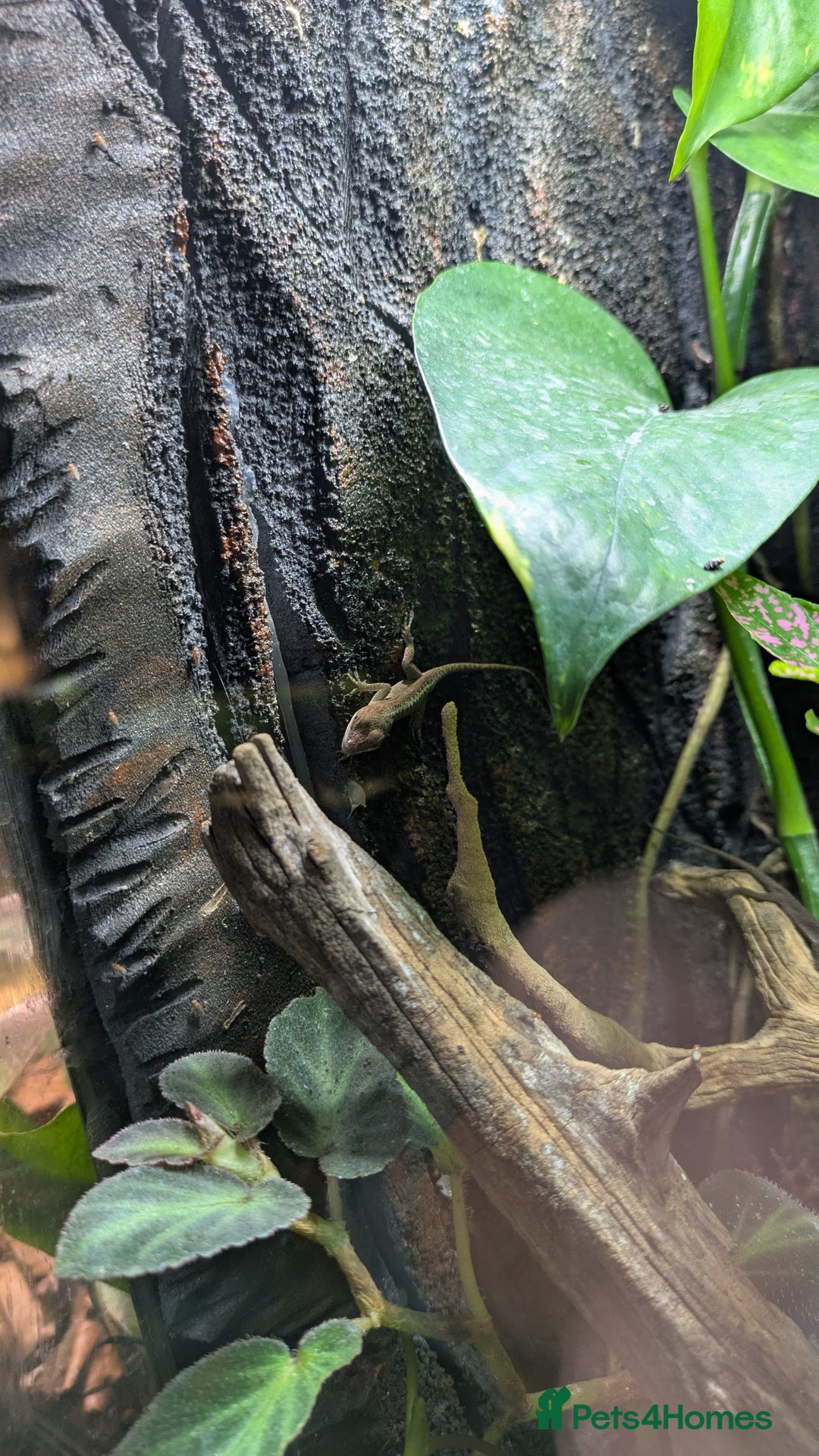 Lizard reptiles for sale: Green anoles for sale  - Image 4