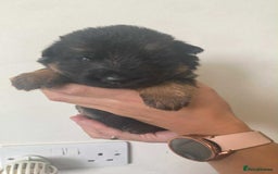 German Shepherd dogs for sale: Beautiful KC Registered German Shepherd puppies  - Image 5