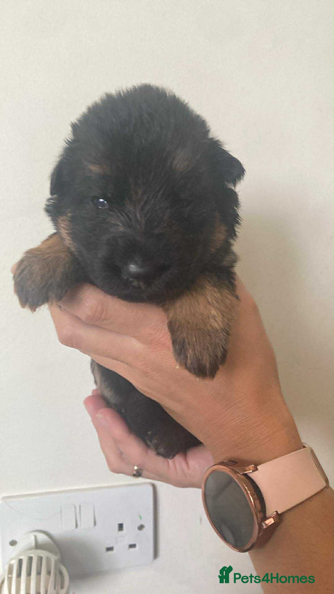 German Shepherd dogs for sale: Beautiful KC Registered German Shepherd puppies  - Image 5