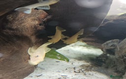 Plecos fish for sale: Bristlenose pleco various colours and sizes - Image 3