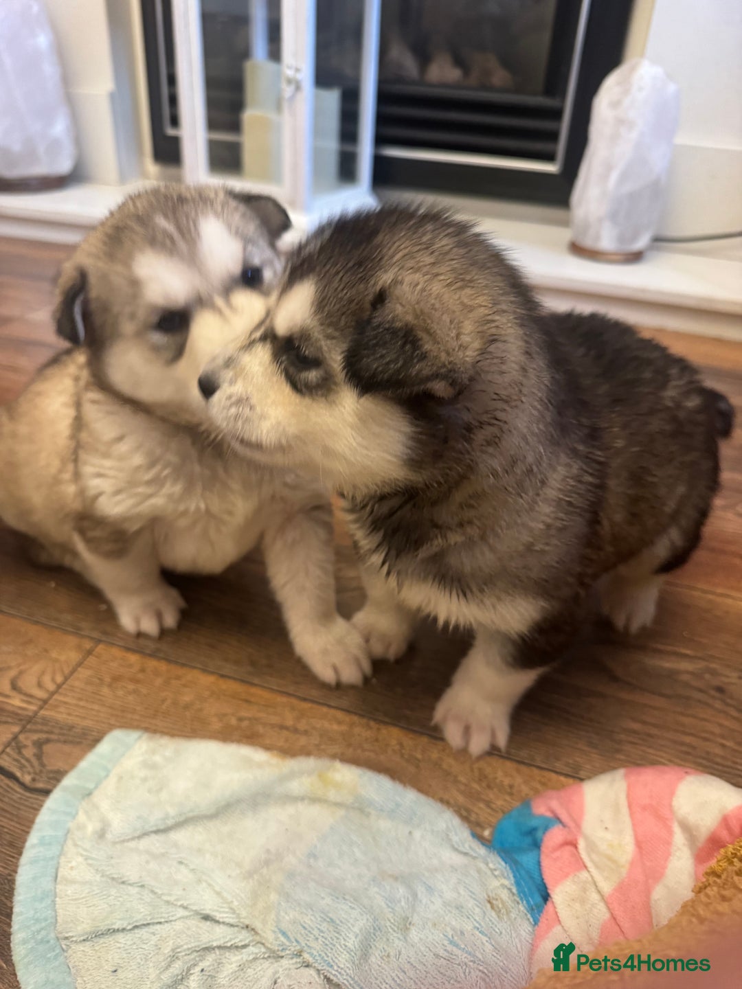 Siberian Husky dogs for sale: Siberian Husky puppies 3 girls 1 boy - Advert 1