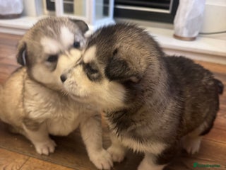 Siberian Husky dogs Siberian Husky puppies 3 girls 1 boy - Advert 1