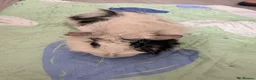 Guinea Pig rodents for sale: Beautiful Long Hair Mixed Sow - Advert 1