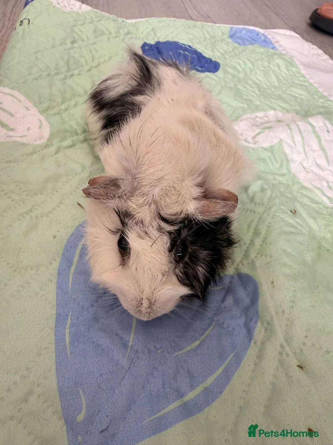 Guinea Pig rodents for sale: Beautiful Long Hair Mixed Sow - Advert 1