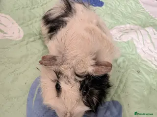Guinea Pig rodents Beautiful Long Hair Mixed Sow - Advert 22