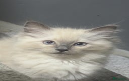 Ragdoll cats for sale: Ragdoll kittens - Image 5