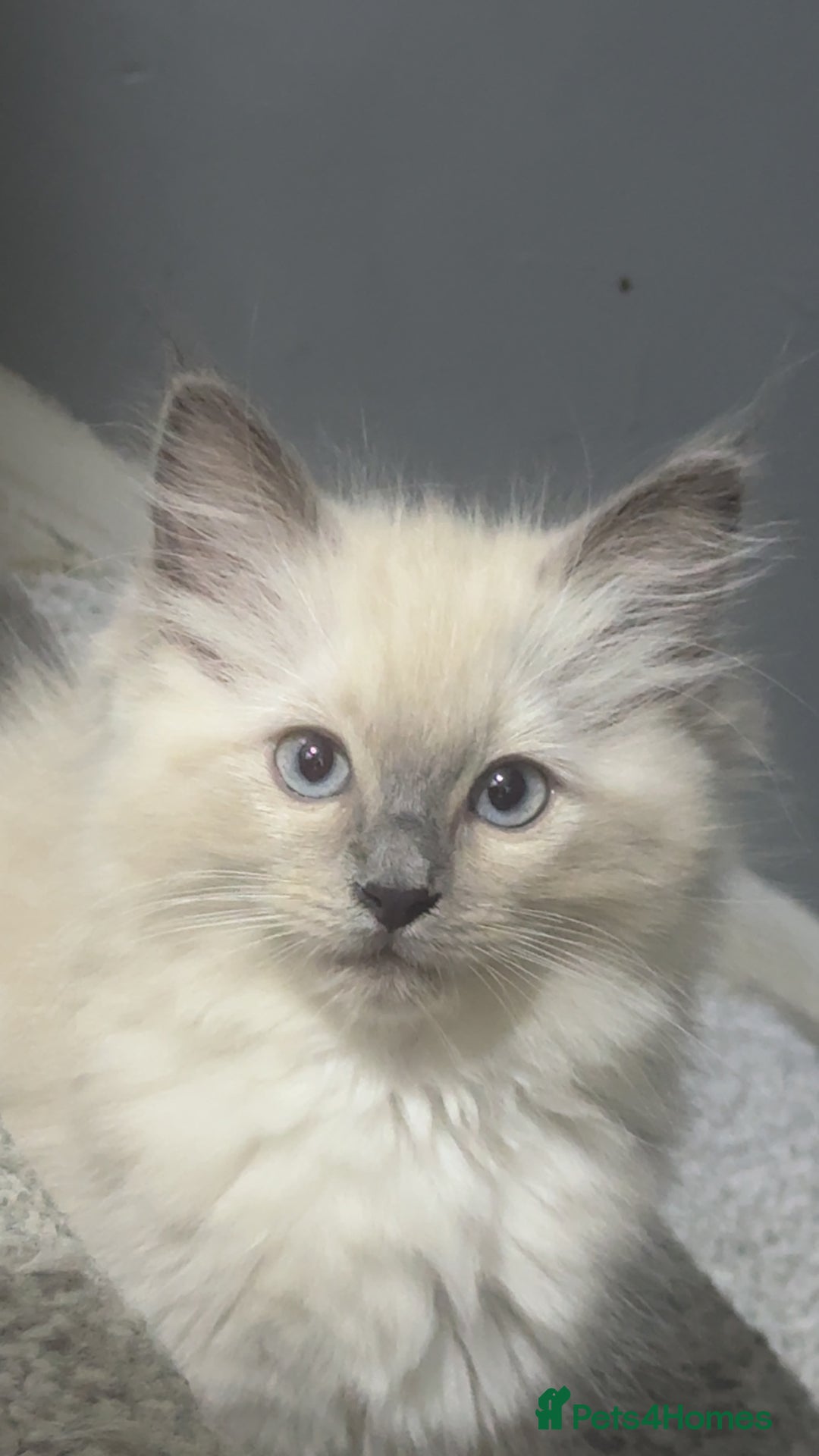 Ragdoll cats for sale: Ragdoll kittens - Image 5