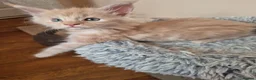Maine Coon cats for sale: Maine coon kittens  - Advert 9