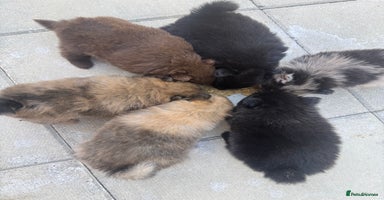 Pomeranian dogs - Advert 14
