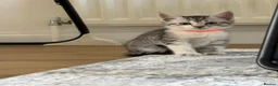 Mixed Breed cats for sale: Lovely 4 Kittens Ready To Collect From Today!!😻 in Wellingborough - Advert 4