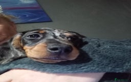 Dachshund dogs for sale: Miss Abby - Image 3