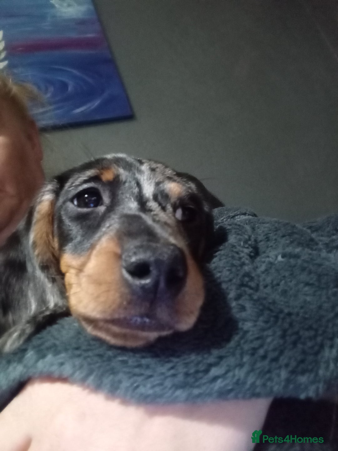 Dachshund dogs for sale: Miss Abby - Image 3