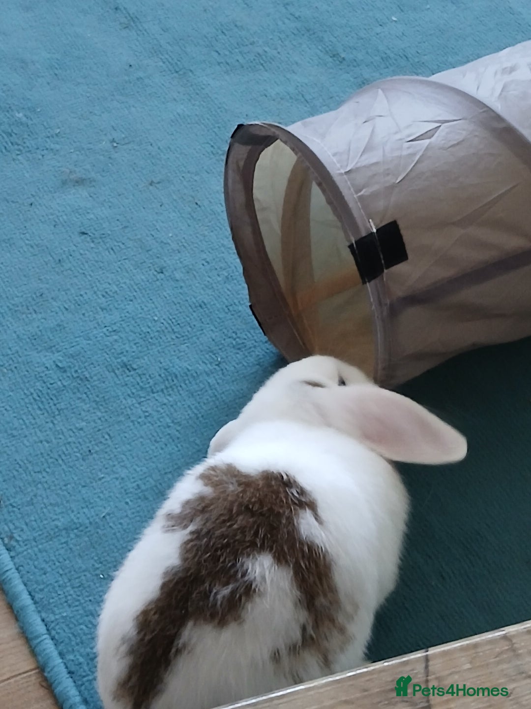 Mini Lop rabbits for sale: Sad Sale Jinx - Image 2
