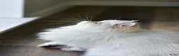 British Longhair cats for sale: TICA Pedigree Top Quality British Long Hair Kitten - Advert 8