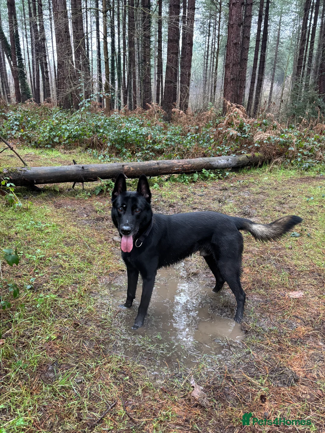 Belgian Shepherd Dog dogs for stud: Belgium malinois  - Advert 9
