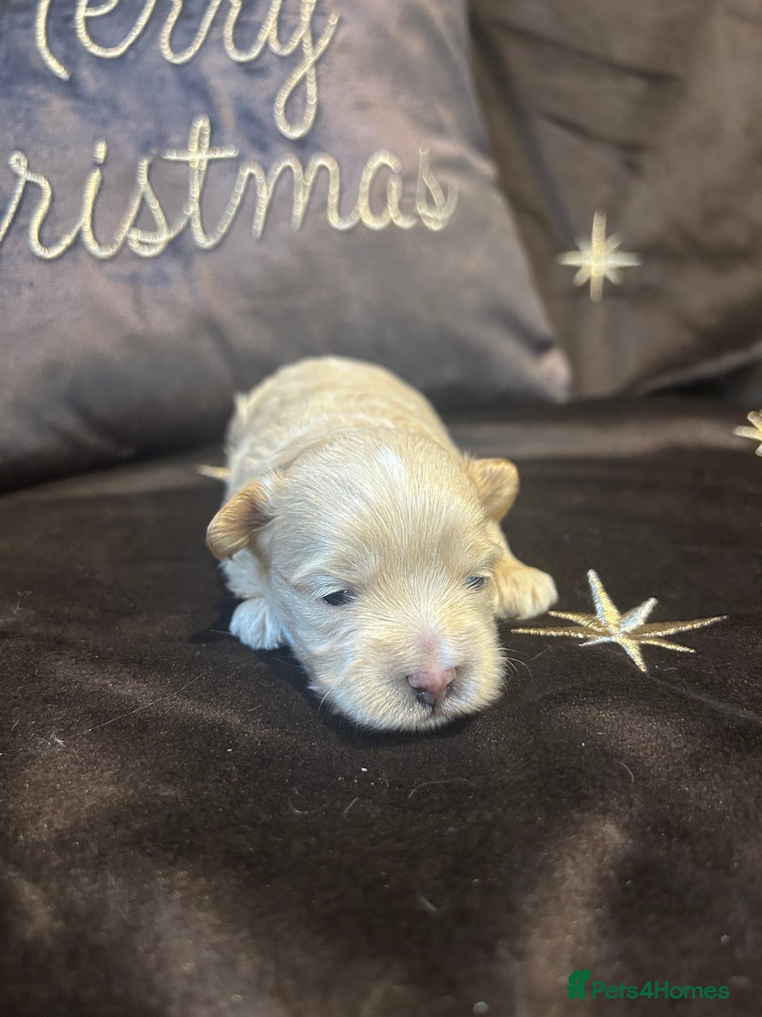 Maltipoo dogs for sale: Teeny tiny multipoos babies 🧸 - Advert 4