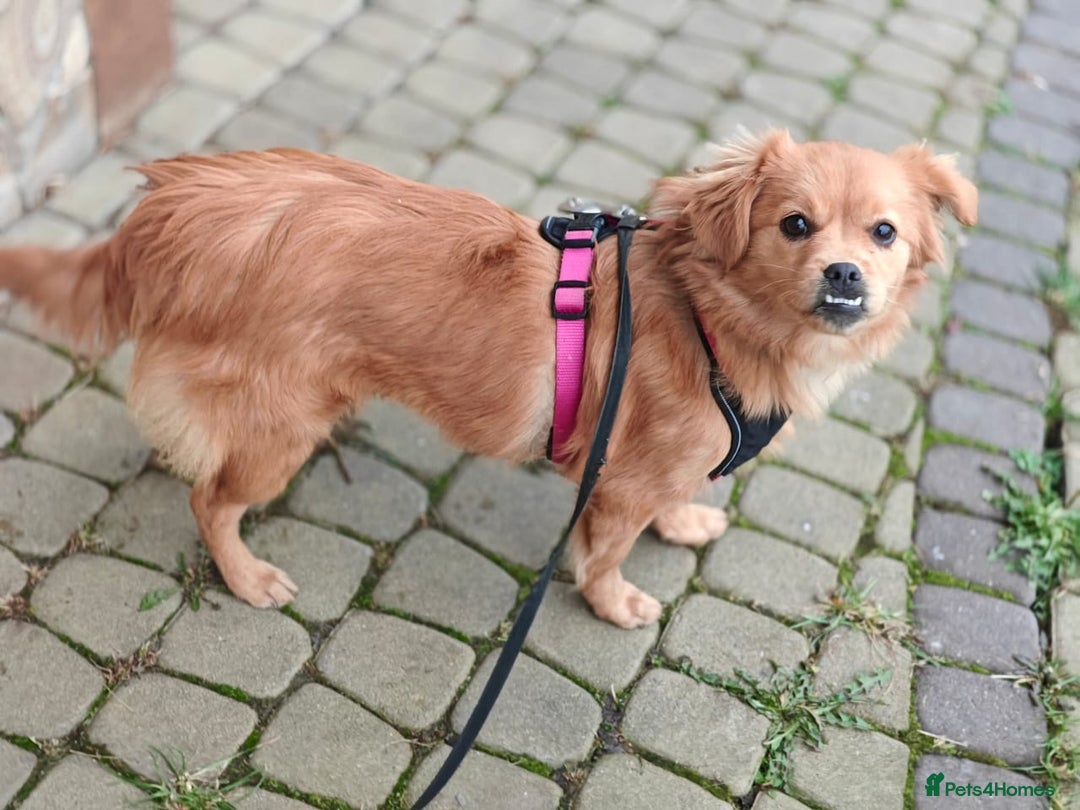 Mixed Breed dogs for adoption: 💖🐶 SILVIA 🐶💖 - Advert 9