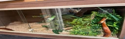 Corn Snake reptiles for sale: Friendly orange adult Cornsnake for sale in Rayleigh - Advert 2