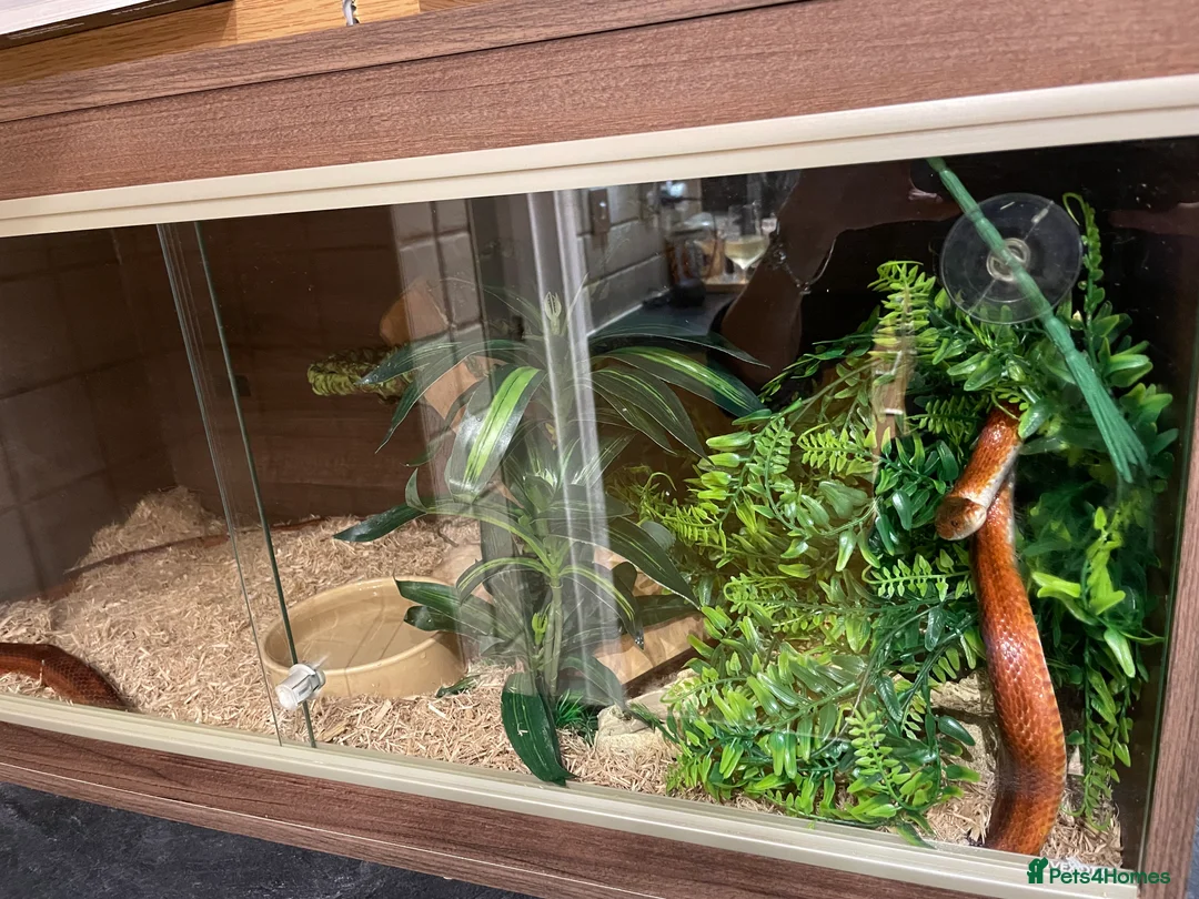 Corn Snake reptiles for sale: Friendly orange adult Cornsnake for sale in Rayleigh - Advert 2