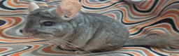 Chinchilla rodents for sale: Variety of chinchillas babys and adults - Advert 35