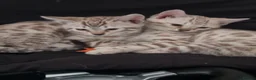 Bengal cats for sale: 2 bengal kittens for sale 💕 in Grays - Advert 2