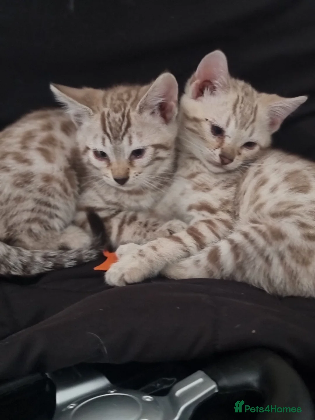 Bengal cats for sale: 2 bengal kittens for sale 💕 in Grays - Advert 2