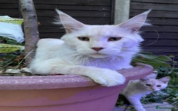 Maine Coon cats for sale: Maine Coon Cross Kittens  - Image 32