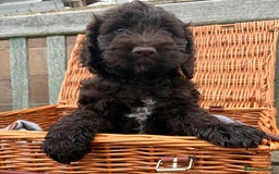 Cockapoo dogs for sale: Gorgeous cockapoo puppies  - Image 7