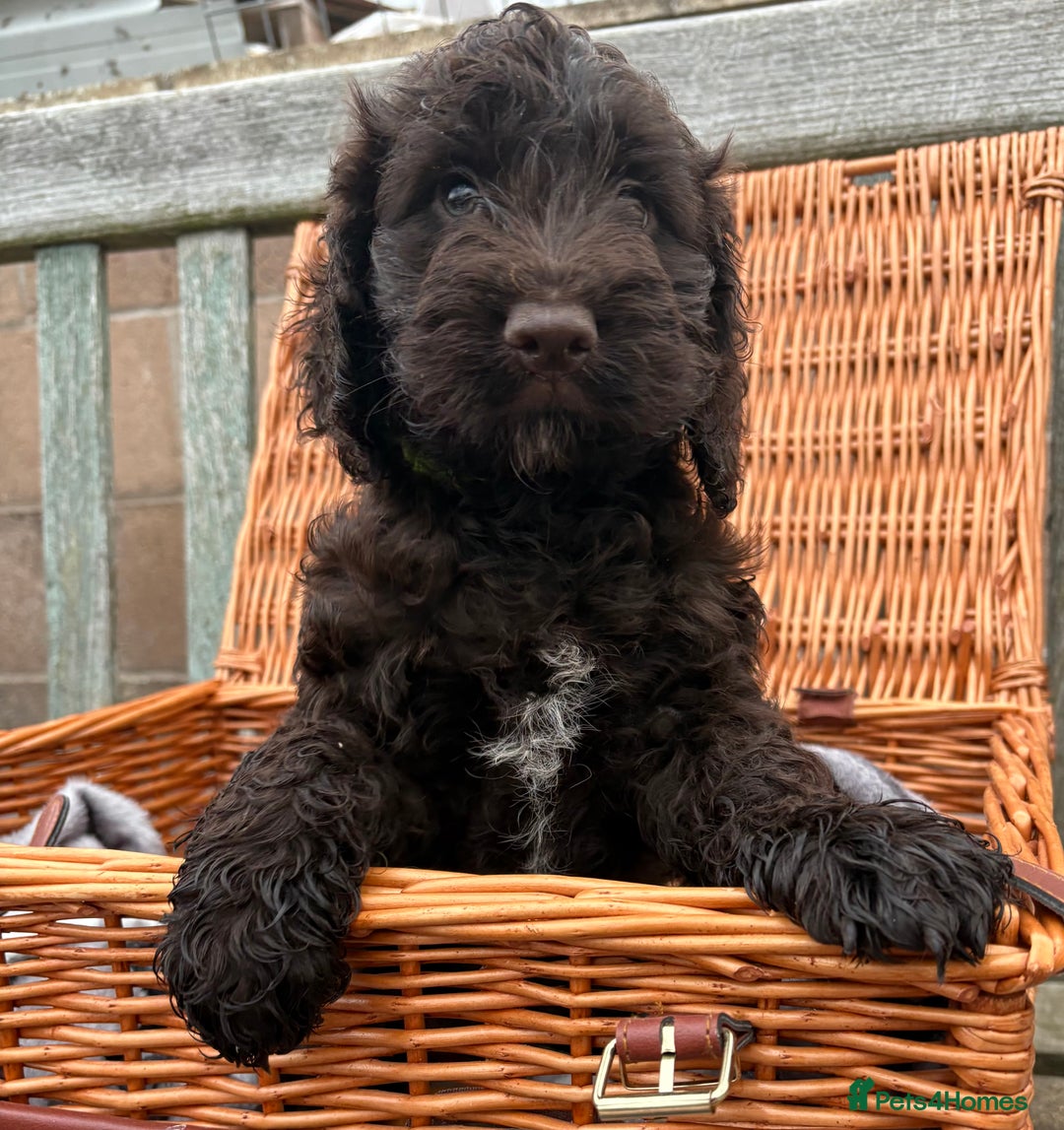 Cockapoo dogs for sale: Gorgeous cockapoo puppies  - Image 7