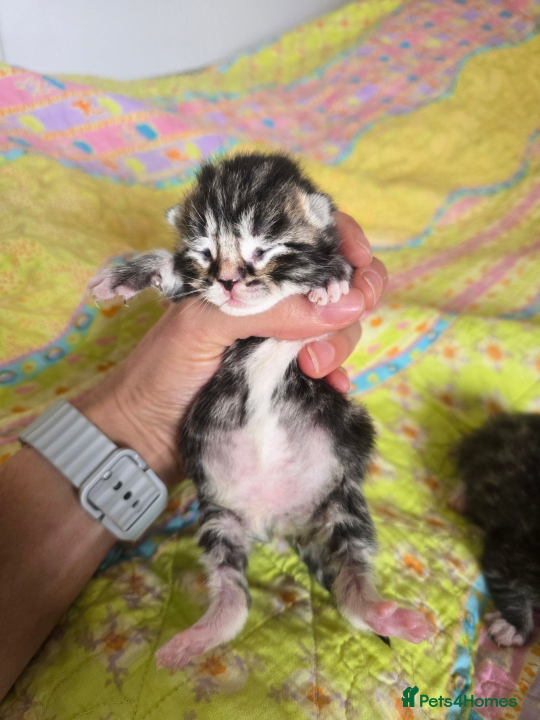 Mixed Breed cats for sale: Kittens boys mixed breed fluffy  - Image 13