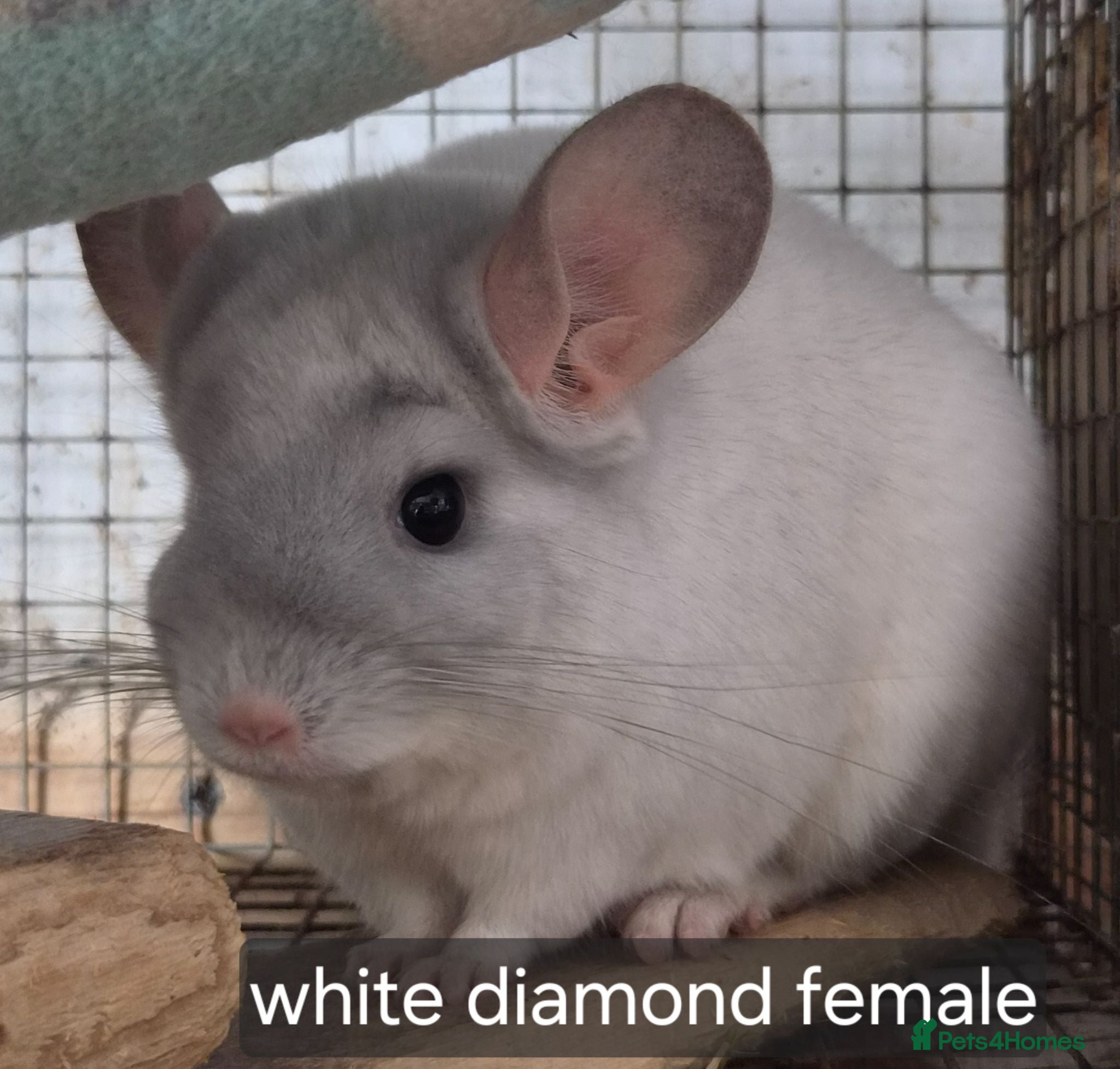 Chinchilla rodents Chinchillas  - Advert 1