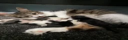 Mixed Breed cats for sale: Gorgeous long haired kittens  in Newton Abbot - Advert 6