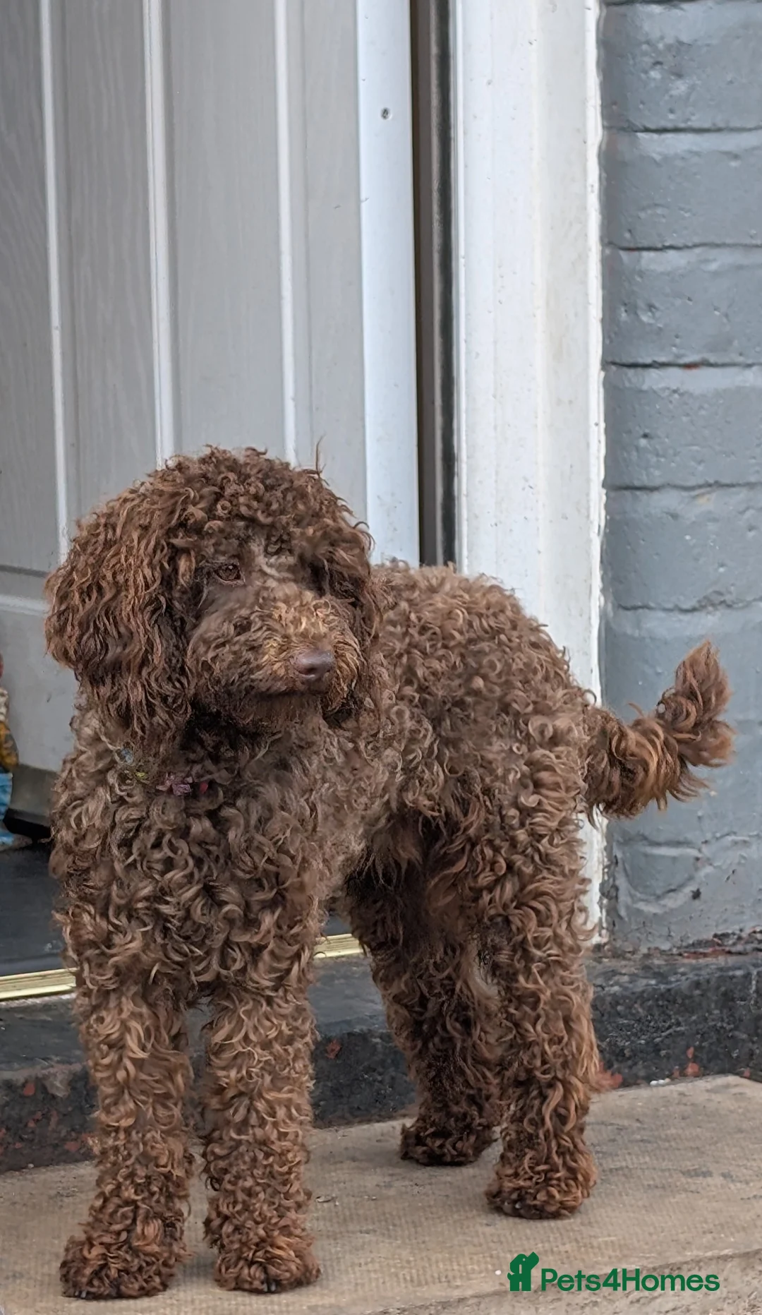 Cockapoo dogs for stud: F2 chocolate cockapoo stud - Advert 7